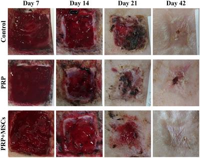 Assessment of the quality of the healing process in experimentally induced skin lesions treated with autologous platelet concentrate associated or unassociated with allogeneic mesenchymal stem cells: preliminary results in a large animal model